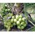 Modern Plants Live Coconut 'Mekong Delta Vietnam Green Dwarf' Live Plant - Vietnam Coconut Tree Plant