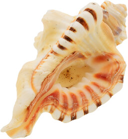 KESAR ZEMS Ganesh Shankh ( Conch )