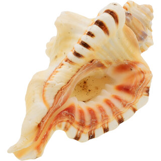 KESAR ZEMS Ganesh Shankh ( Conch )