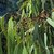 Eucalyptus Camaldulensis, River Red Gum, Murray Red Gum Tree Seeds -100 seeds