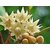 Pack of 50 grams) Bakul / Mimusops Elengi Wood / Elanji / Magizham poo Tree Seeds For Growing