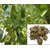 Pterocarpus Santalinus / Red Sandalwood / Lal Chandan Tree Seeds For Growing -10 Seeds