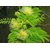 Albizia amara, Krishna Siris, Oil cake tree, Arappu tree Seeds for Growing -30 Seeds