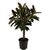 Ficus Elastica, Rubber fig, Rubber bush, Indian rubber tree, Seeds For Growing -10 Grams Seeds