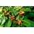 SHOP 360 GARDEN Ashwagandha Indian Ginseng Seeds For Planting - Pack of 500 Seeds