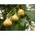Aesculus indica, Indian horse chestnut, Himalayan horse chestnut Tree Seeds for Planting -50 grams seeds