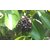 Plantzoin Java plum Jamun Syzygium cumin Jamukoli Live Plant