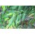 Plantzoin Java plum Jamun Syzygium cumin Jamukoli Live Plant