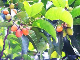 Two Kapebonavista spanish cherry 4 month old sapling plant, maulsari, mimusops elengi