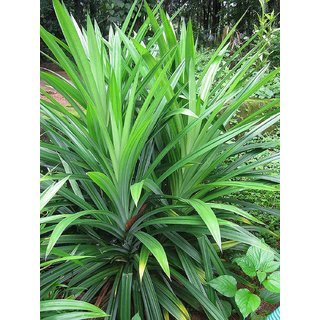 Kapebonavista Pandan sapling plants, 7 months old (annpurna plants), pandanus amaryllifolius