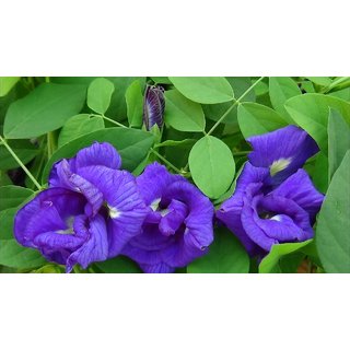 Kapebonavista aparajita 4 month old sapling plant, asian pigeonwings, blue pea, (clitoria ternatea)