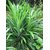 Kapebonavista Pandan sapling plants, 7 months old (annpurna plants), pandanus amaryllifolius