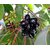 Kapebonavista syzygium cumini three year plant, jamun