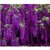 Japanese Vine Wisteria Long Blossom Flower Seeds