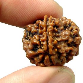 100 Original Rudraksha 1 Mukhi Beads Natural 1 Face for men and women