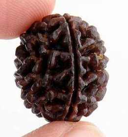 Original 1 Mukhi rudraksha beads for men and women