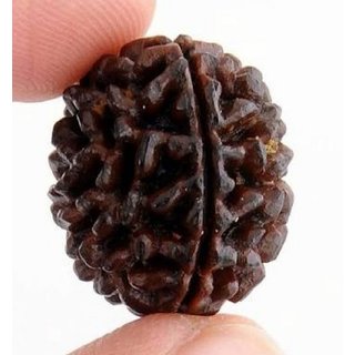 Original 1 Mukhi rudraksha beads for men and women