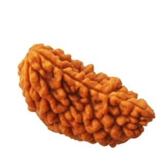 Original 1 Mukhi rudraksha beads for men and women