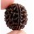 Original 1 Mukhi rudraksha beads for men and women