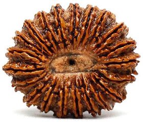 100 Original Rudraksha 21 Mukhi Beads Natural 21 Face for men and women