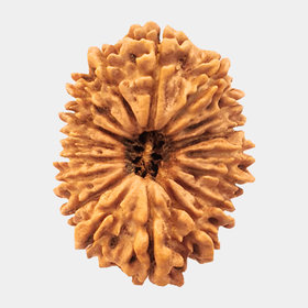 21 Mukhi rudraksha beads natural and certified for men and women