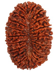 100 Original Rudraksha 21 Mukhi Beads Natural 21 Face for men and women