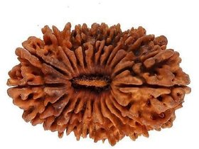 Original Certified 21 Mukhi Rudraksha Beads For Men And Women