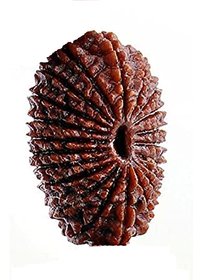 21  Mukhi rudraksha beads natural certified for men and women