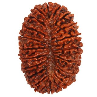 100 Original Rudraksha 21 Mukhi Beads Natural 21 Face for men and women