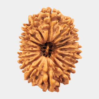 21 Mukhi rudraksha beads natural and certified for men and women