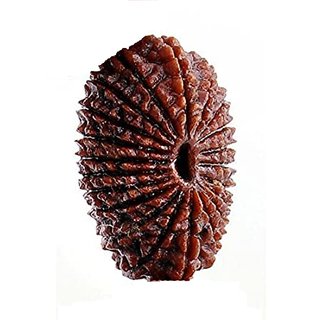 21  Mukhi rudraksha beads natural certified for men and women