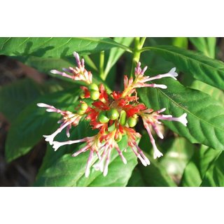 Buy Plantzoin Indian snakeroot Sarpagandha Rauvolfia serpentina Patala ...