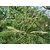 Plantzoin Black catechu Khair Senegalia catechu Khaira Live Plant