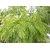 Plantzoin Black catechu Khair Senegalia catechu Khaira Live Plant