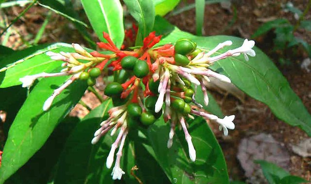 Buy Plantzoin Indian snakeroot Sarpagandha Rauvolfia serpentina Patala ...