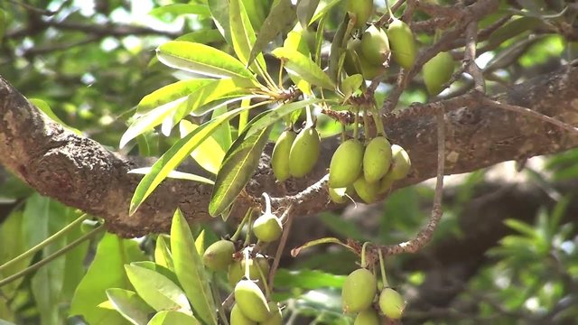 Buy Plantzoin Indian butter tree Mahua Madhuca indica Mahula Live Plant ...