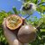 Passion fruit/Passiflora edulis/krishna fruit trees