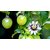 Passion fruit/Passiflora edulis/krishna fruit trees