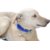 Dog Belt Thick - Blue