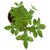 VXI-278-Trittavu Ocimum Sanctum Holy Basil Thulasi or Tulsi