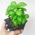 VXI-210-Herb Sweet Basil F1 Hybrid Seeds