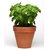 VXI-760-Basil Green Genovese Italian Seeds Herb Plant
