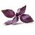 VXI-619-Leaf 100% Organic Red Basil Seeds