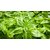 VXI-549-Sweet Basil Microgreen Salad Leaf 100% Organic Seeds