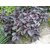 VXI-621-100% Organic Red Basil Seeds
