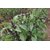 VXI-764-Thai Basil Herb Seeds For Home Gardening Planting
