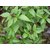 VXI-553-Green Thai Basil Herb Seeds