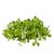 VXI-700-Basil (Lemon Basil) Microgreen Seeds