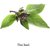 VXI-773-Herb Seeds For Home Gardening Planting Thai Basil