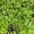 VXI-707-Basil (Cinnamon Basil) Microgreen Seeds